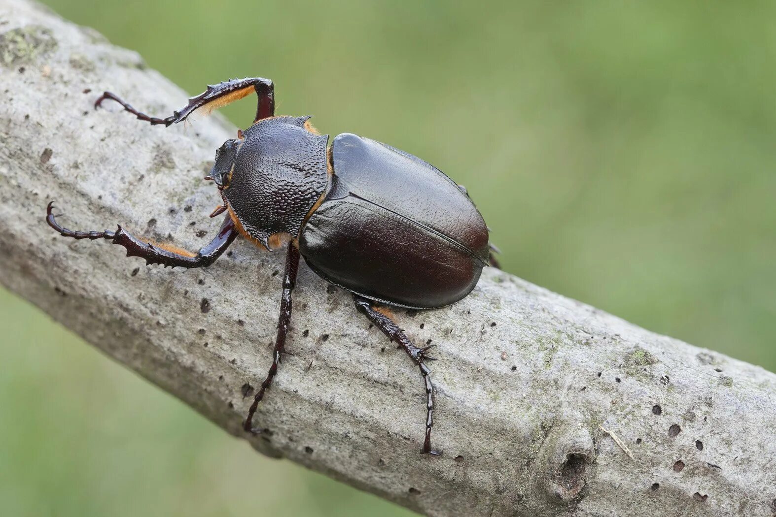Тип жесткокрылые. Жесткокрылые жуки. жук семейства пластинчатоусых. coleoptera жуки. отряд жесткокрылые (coleoptera).