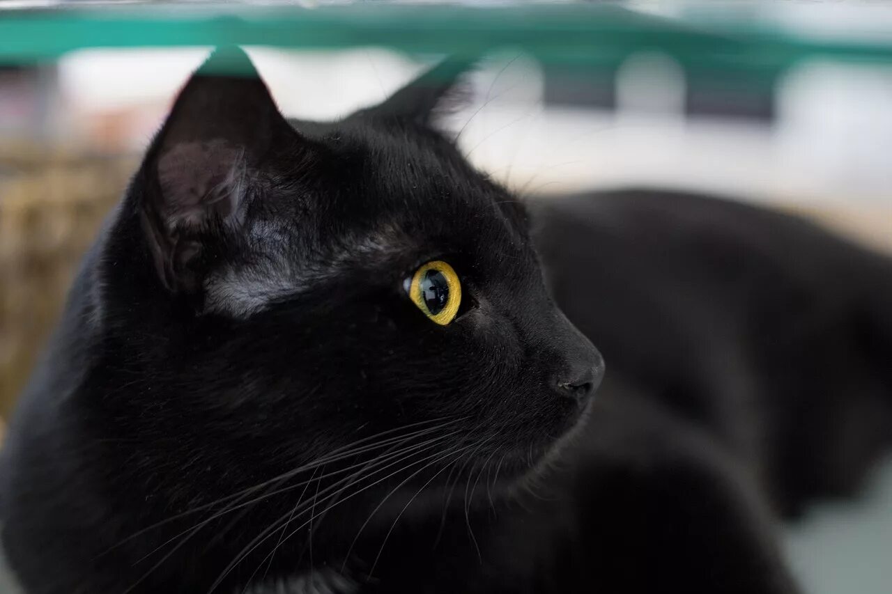 Порода черной кошки с желтыми глазами. Бомбейская кошка. Европейская короткошерстная кошка черная. Чёрная кошка порода Бомбейская. Бомбейская кошка длинношерстная.