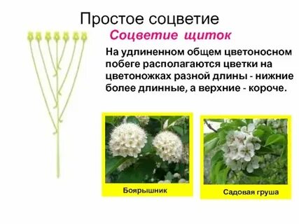 Трава это простыми словами