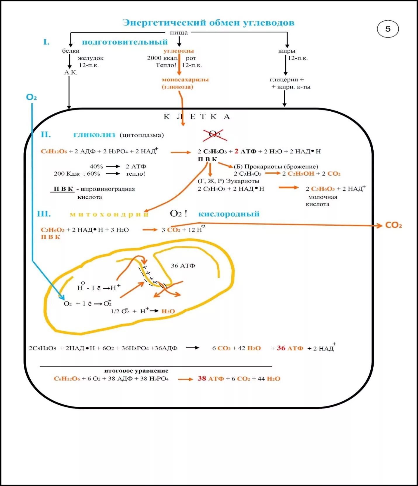 Подготовительный этап белки. Энергетический обмен схема ЕГЭ. 3 Этап энергетического обмена схема. Формула подготовительного этапа энергетического обмена. Схема второго этапа энергетического обмена.