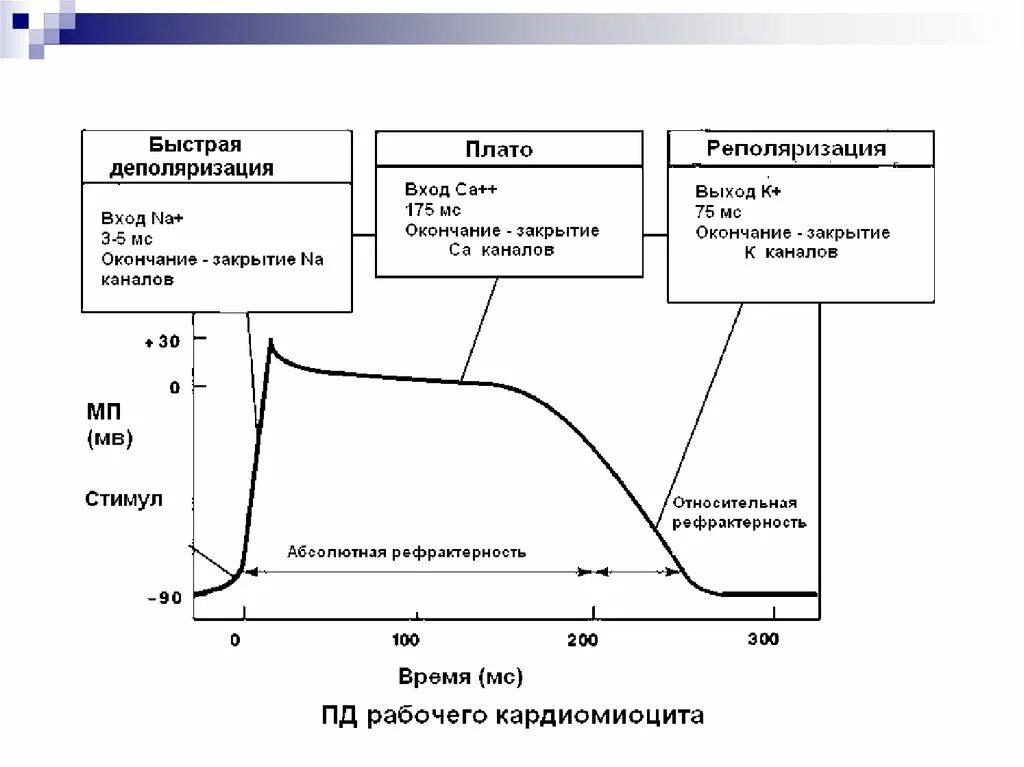 Пд 90. Фазы потенциала действия физиология кардиомиоцитов. Фазы потенциала действия кардиомиоцита. Фазы потенциала действия сократительного кардиомиоцита. Схема потенциала действия кардиомиоцита.