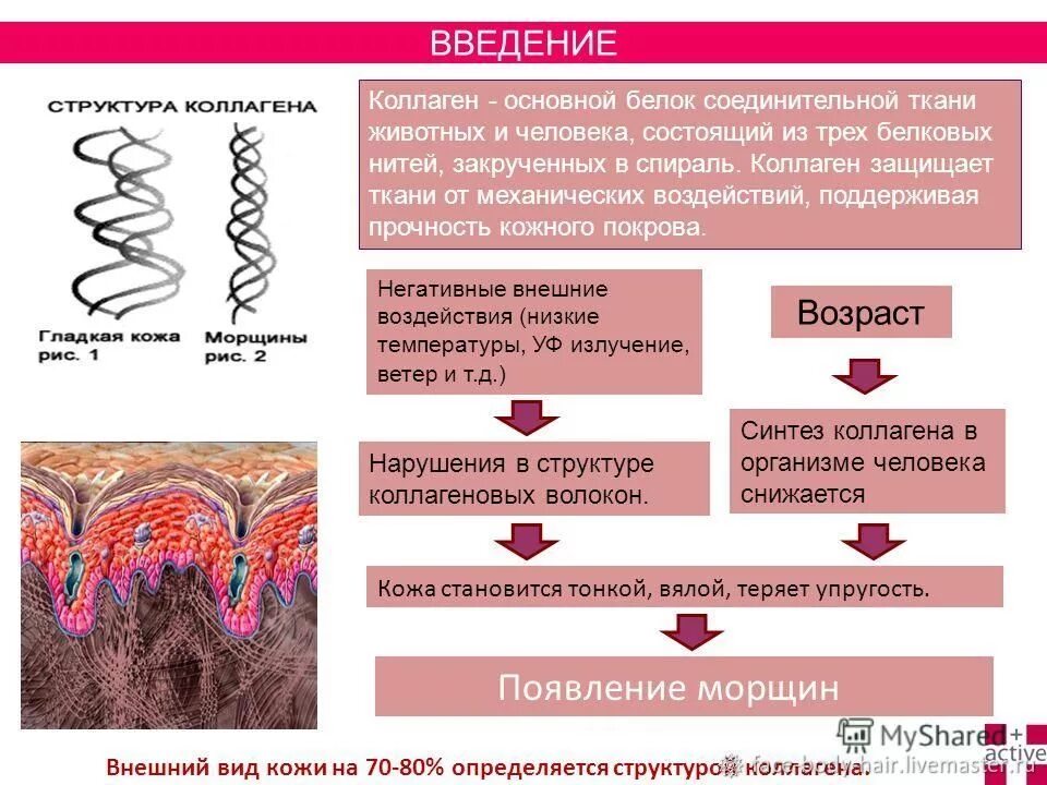 Структура коллагена и эластина. Эластин и коллаген. Структура коллагена кожи. Строение коллагена и эластина.