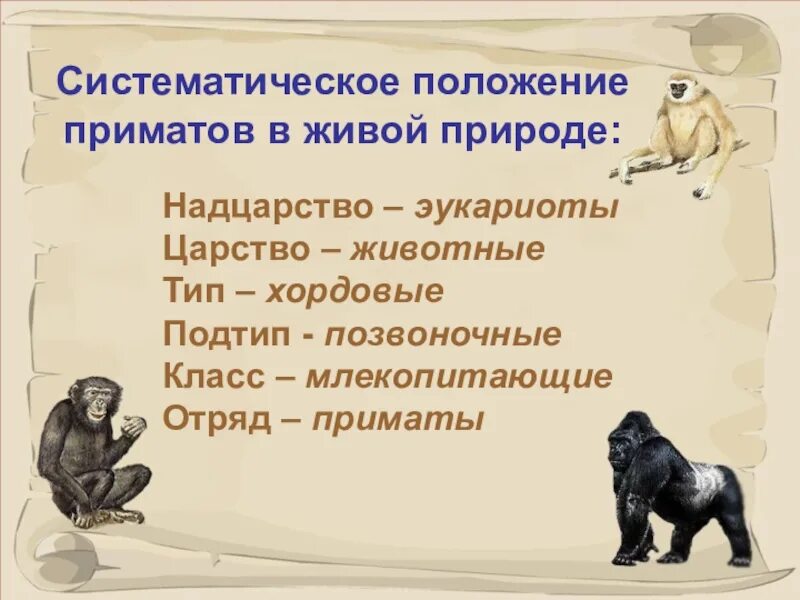 Систематическое положение приматов. Класс млекопитающие отряд приматы. царство животные тип хордовые класс млекопитающие отряд приматы. отряд приматы общая характеристика. систематическое положение млекопитающих.