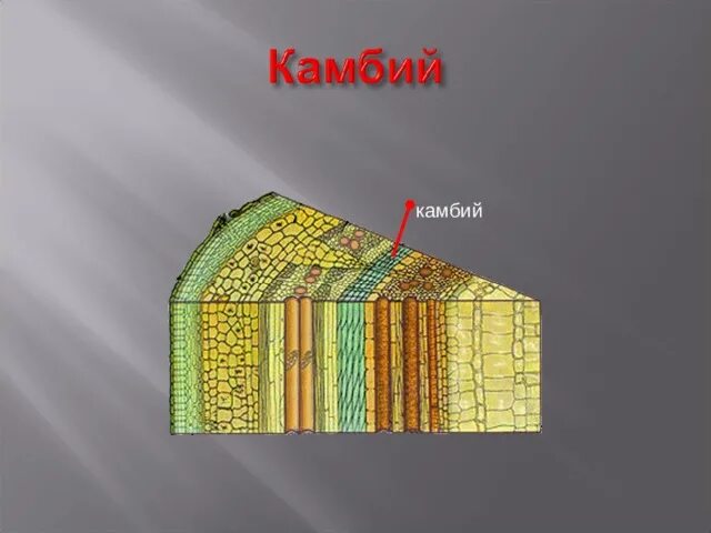 Камбий какая ткань 6 класс. Образовательная ткань растений камбий. деление клеток камбия. камбий это в биологии. форма клеток камбия.