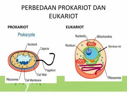 Структуры в клетках эукариот для транспорта