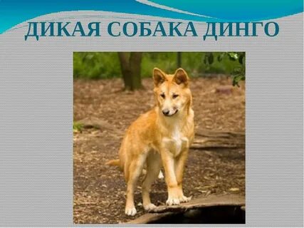 Среда обитания собаки