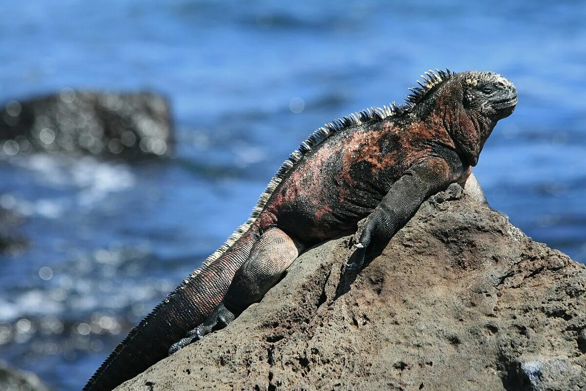 Морская ящерица. Галапагосская морская игуана. Морская игуана (Amblyrhynchus cristatus). Галапагосские острова вараны. Морская игуана Годзилла.