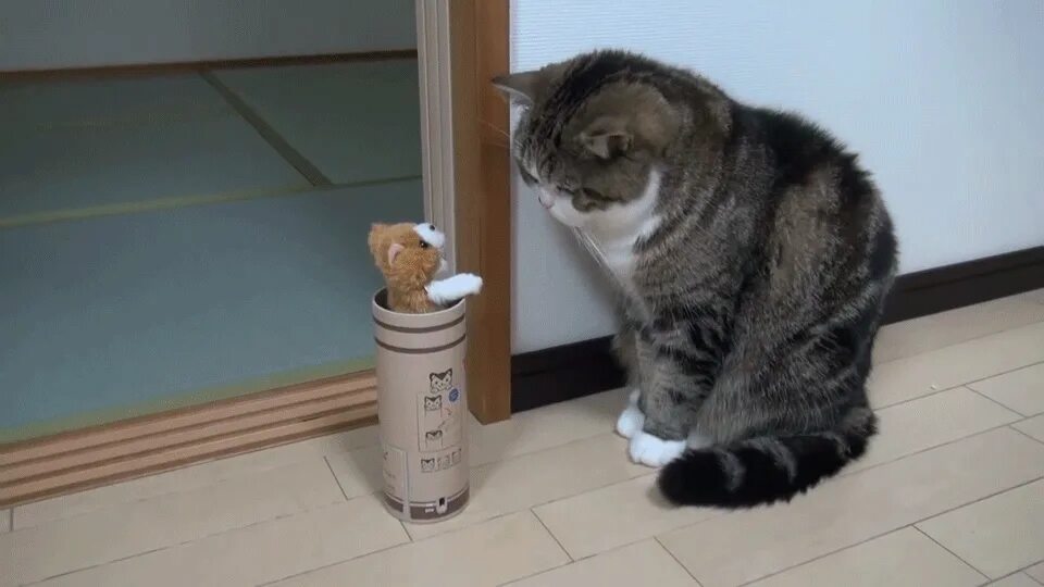 Гифка с котом. Гифки прикольные котики. Живые кошки. Коты гиф. Прикольные гифы.