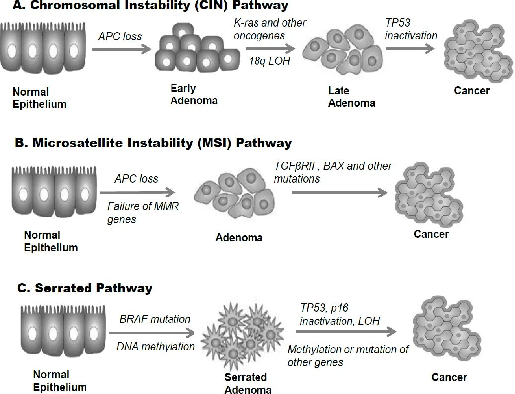 Ген apc. Braf мутация. apc ген. colorectal cancer msi and mss. initiation promotion progression bioactive food components.