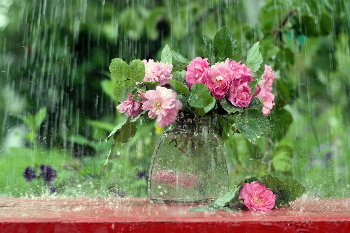 Название после дождя. Летний дождь. Цветы под дождем. Лето дождь цветы. Весенний сад под дождем.