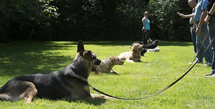 групповые занятия с собаками. групповые занятия с собаками. занятия с собаками в группах. школа дрессировки "собаки". окд.