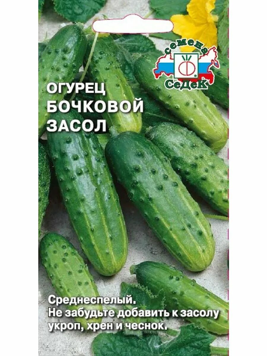 Огурцы сорт бочковой засол фото. Огурец бочковой. Огурцы для засолки. Огурец бочковой засол. Огурец муравей f1.
