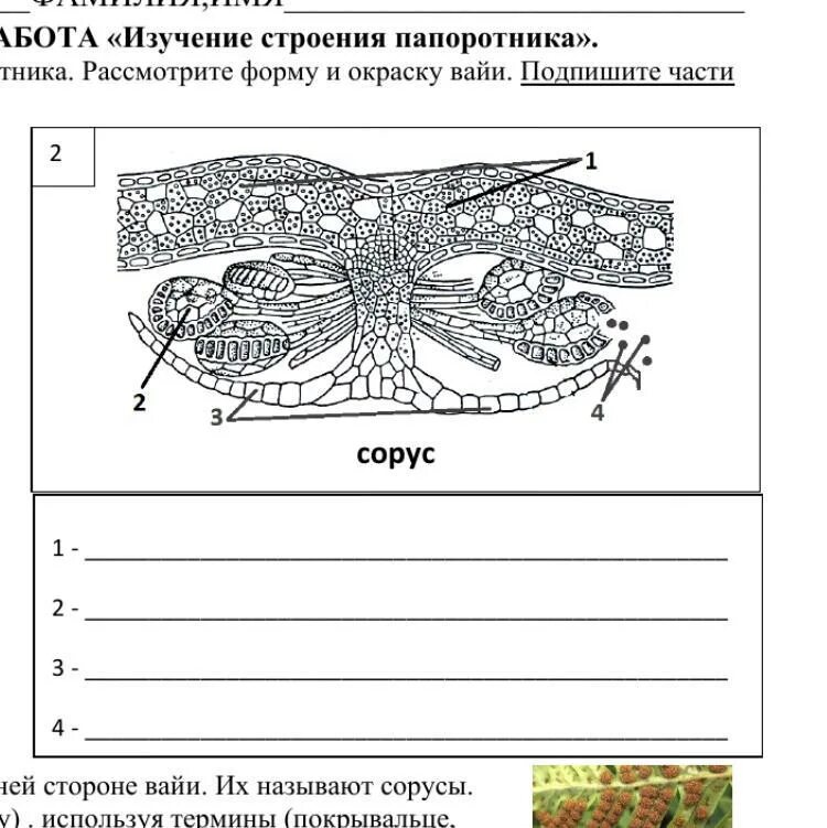 Рассмотри изображение термины