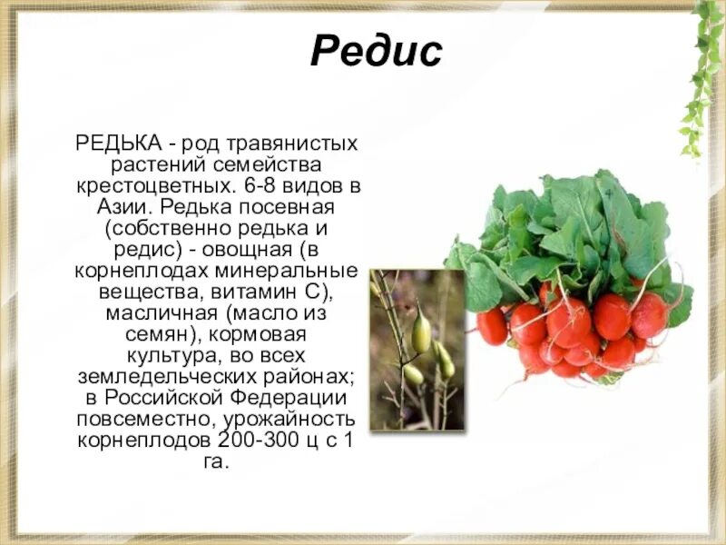 Редис крепкий орешек. Плод редьки и редиса называют. Описание редис семейство крестоцветные. Семена редиса амур. Редис однолетнее или двулетнее растение.