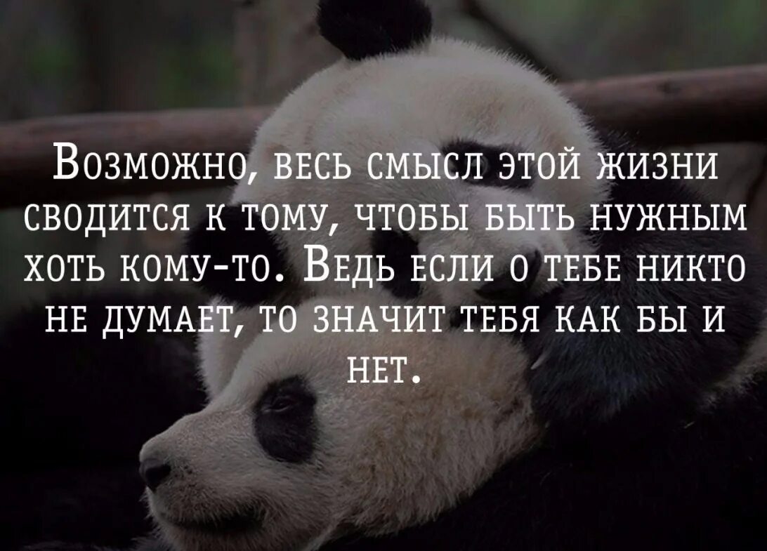 Смысл это. О смысле жизни. Нет смысла жизни цитаты. Цитаты со смыслом о жизни. Жизнь без смысла цитаты.