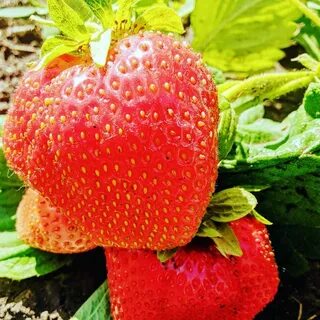 Дарселект клубника описание и отзывы
