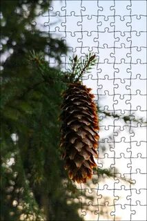 Лесные шишки