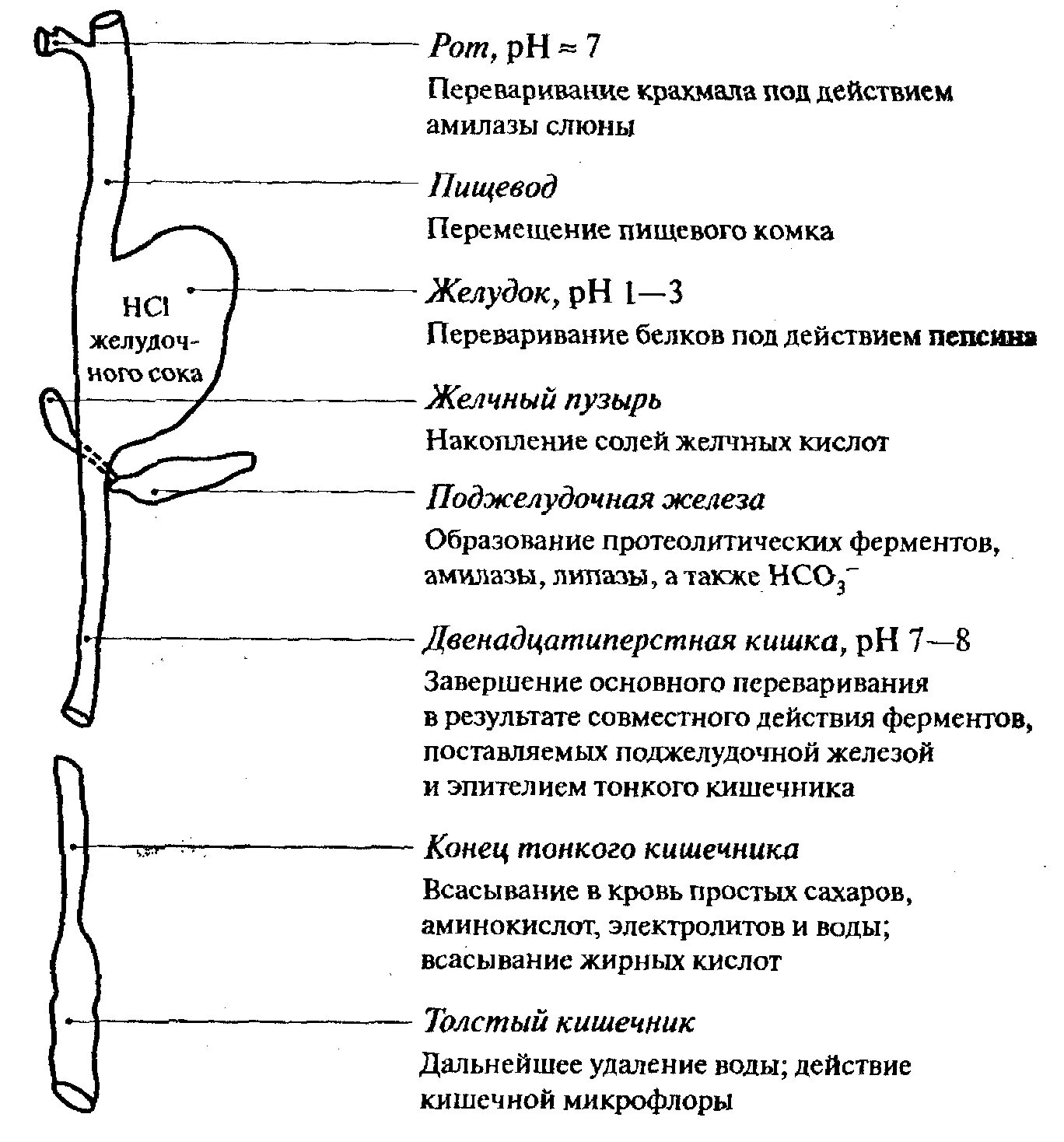 Описание процессов пищеварения. Схема процесса пищеварения. Этапы пищеварения схема. Схема продвижения пищи по пищеварительному тракту. Этапы пищеварения у человека схема.