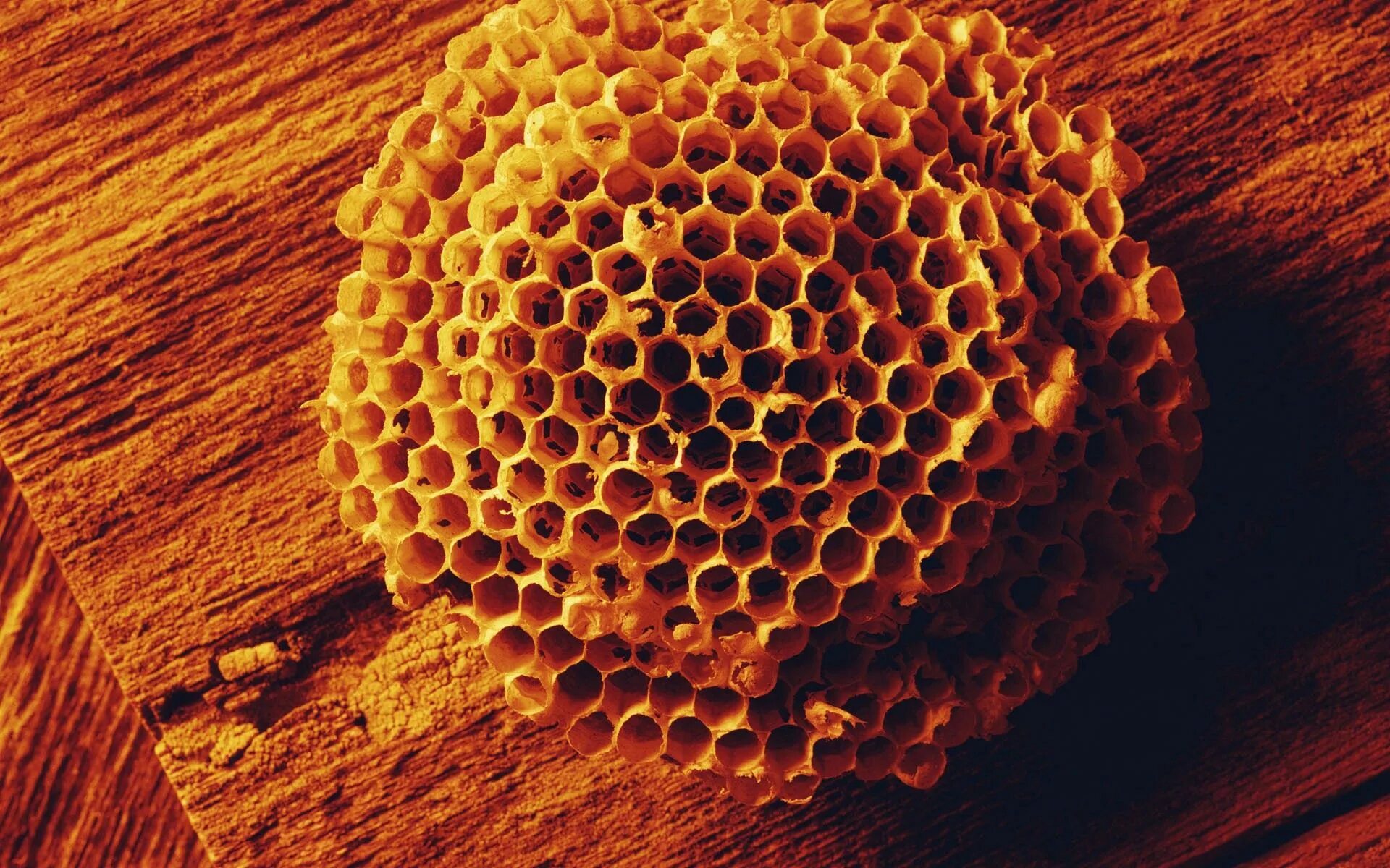 Забрус пчелиный. Соты. Comb honey. Трипофобия соты медовые. Honeycomb paper.