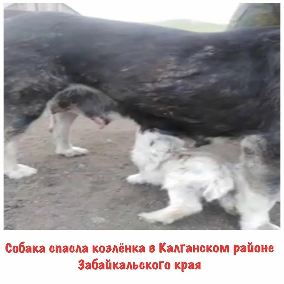 О собаках в забайкальском крае. Спасли козленка. Алабай по кличке. Спасли козленка. Алабай по кличке.