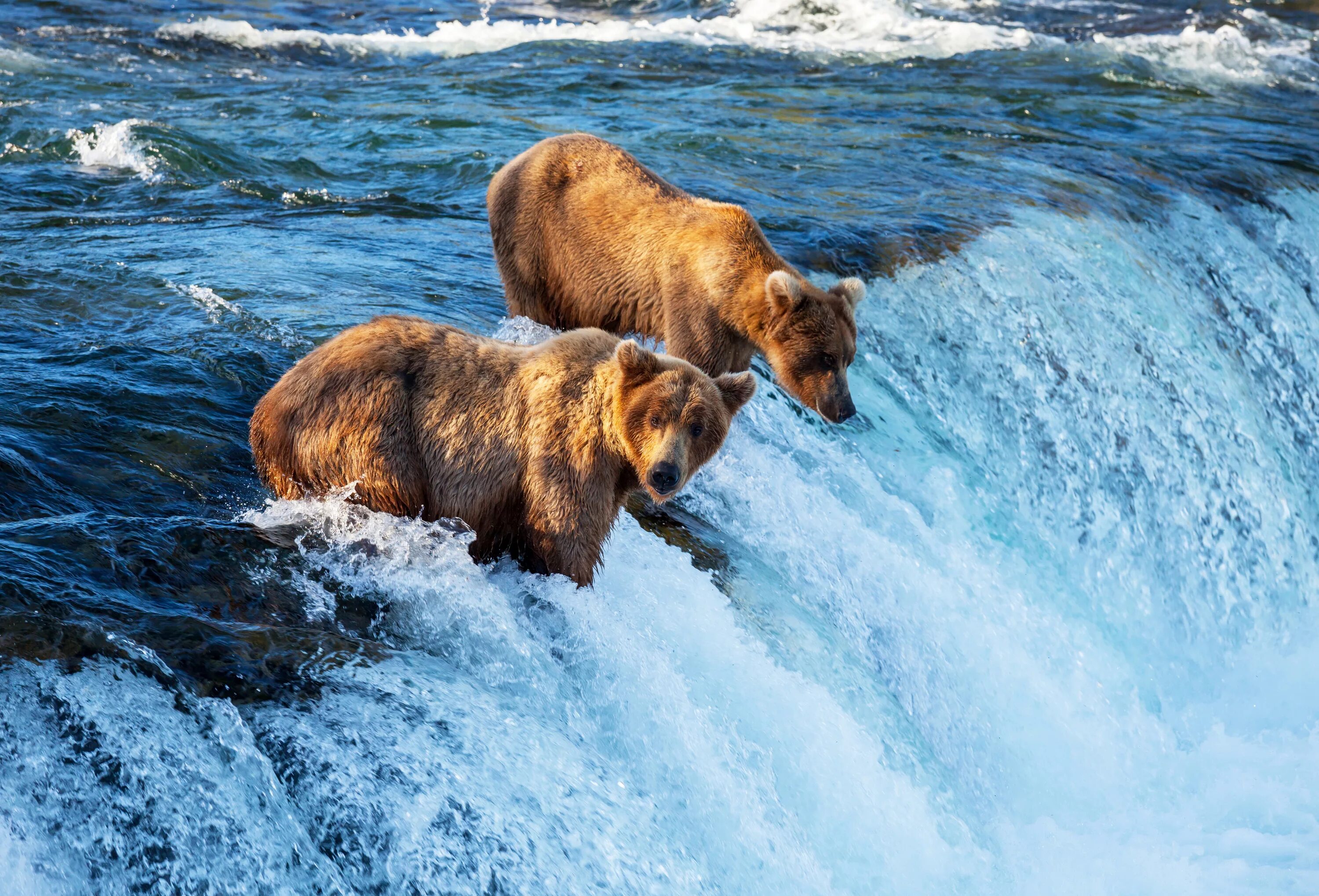 Звери под водой. Бурый медведь на Аляске. Аляска медведи. Медведь на водопаде. Медведь на реке.