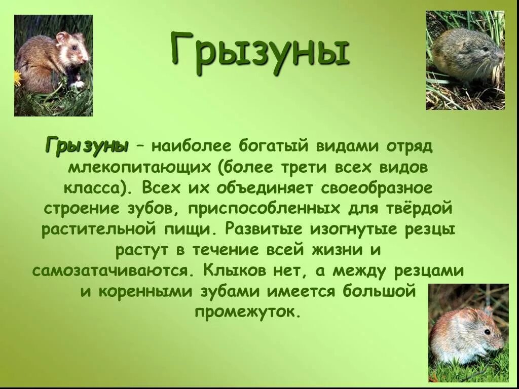 Грызуны доклад. Отряд грызуны. презентация на тему грызуны. отряды млекопитающих грызуны.