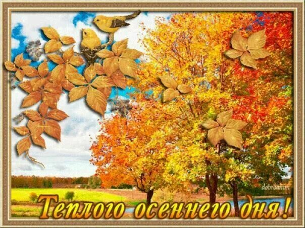 Отличного солнечного осеннего дня. Доброго теплого осеннего дня. Доброго солнечного осеннего дня. Теплых осенних деньков