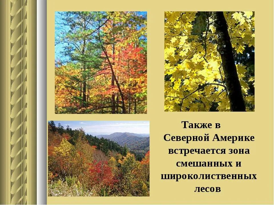 Смешанные и широколиственные леса северной америки. Смешанные хвойно-широколиственные леса. Штат вермонт. Широколиственные леса презентация. Широколиственные леса северной америки климат.