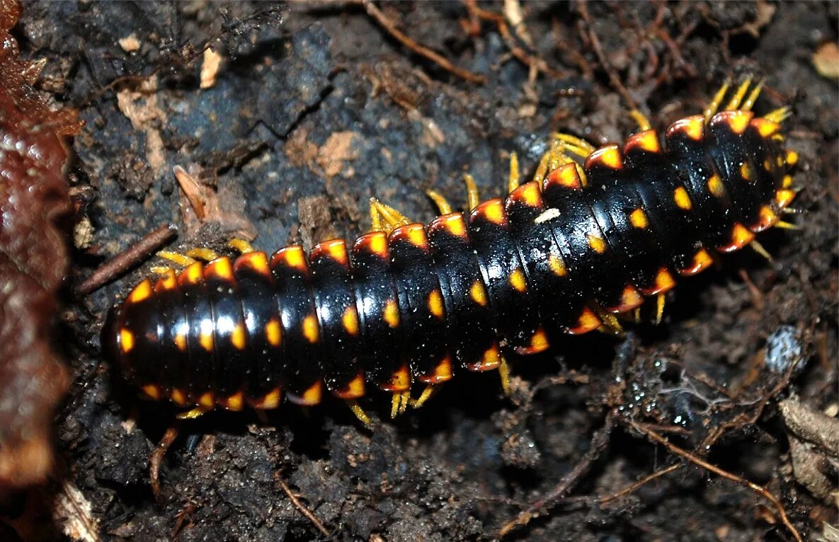 многоножка броненосец покров. многоножка сибирская. костянка обыкновенная и сколопендра. многоножка диплопода. костянка многоножка.