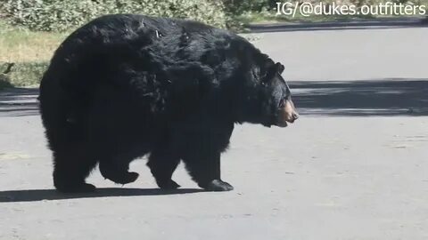 Толь медведь
