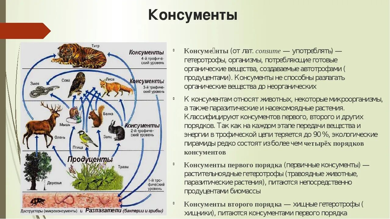 Какие организмы относят к консументам