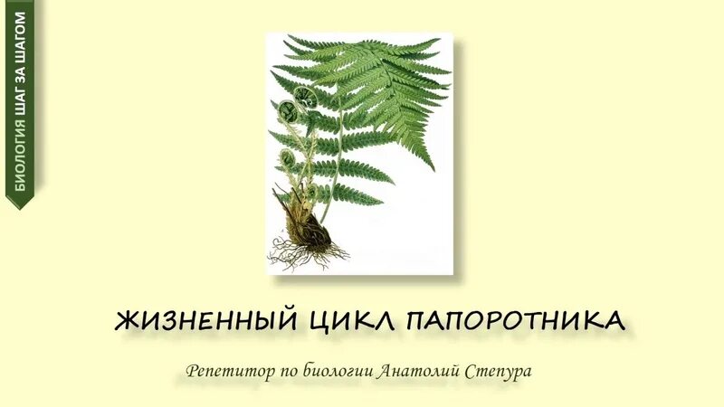Размножение папоротников цикл развития. Основные характеристики папоротники. Папоротник размножается спорами. Цикл развития растений отдела папоротникообразные. Размножение папоротников схема.