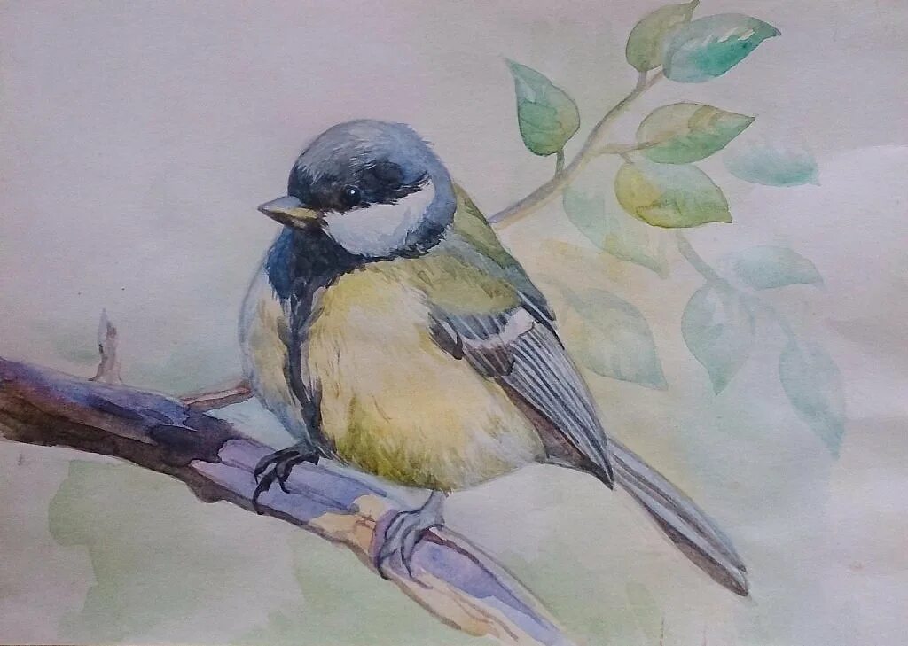 Рисование птиц. Птица рисунок. Синичка цветными карандашами. Синица рисунок.
