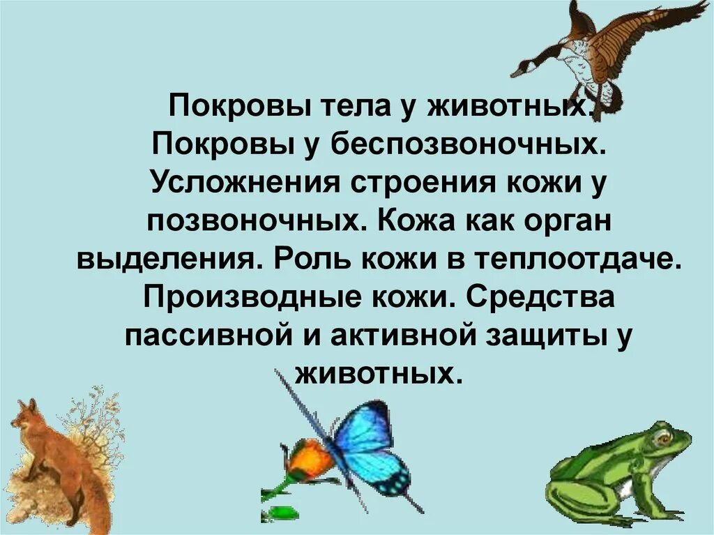 Эволюция покровов животных таблица. Покровы тела животных. покровы тела беспозвоночных животных. покров тела животных биология. эволюция покровов тела животных.