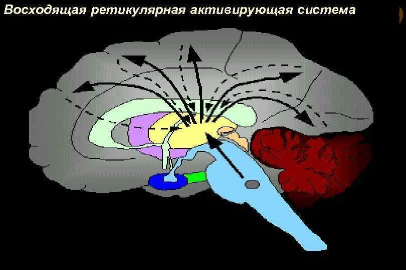 Ретикулярная формация активирующая система. Восходящая ретикулярная активирующая система мозга. Восходящая активирующая система ретикулярной формации. Ретикулярная формация головного мозга.