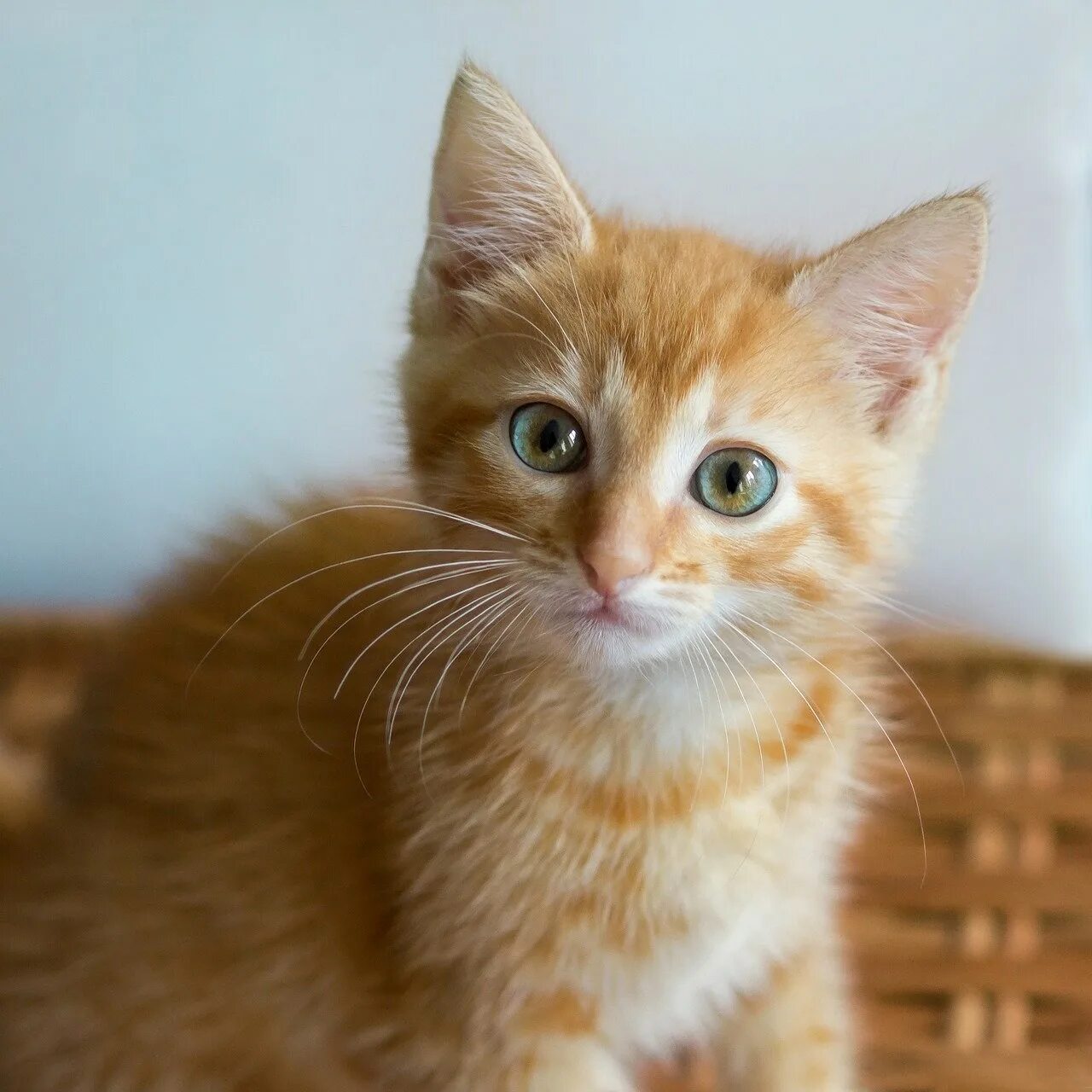 Сколько котят у рыжей кошки. Сибирский гладкошерстный рыжий кот. Сибирская кошка рыжая короткошерстная. Сибирский котенок рыжий гладкошерстный. Сибирская гладкошерстная кошка рыжая.