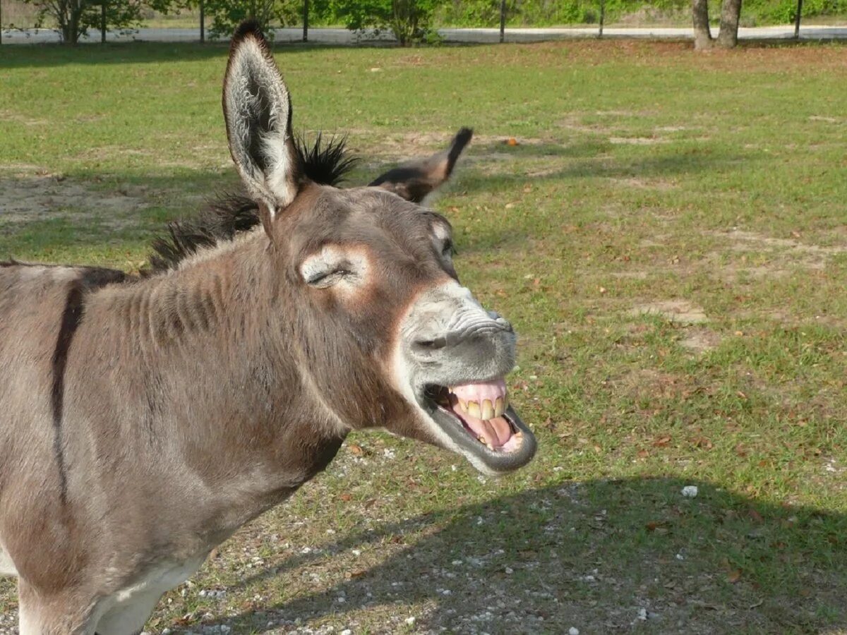 Я осел. Ишак и осёл. Осел был самых. Осел смеется. Новопожалованный осёл басня крылова.