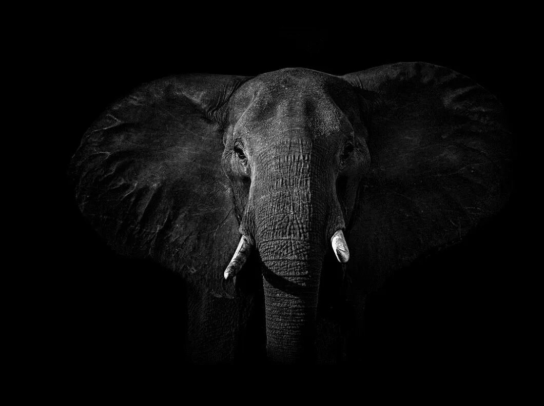 Слон на черном фоне. Животные на черном фоне. Слон на темном фоне. Портреты животных. Черный слоник