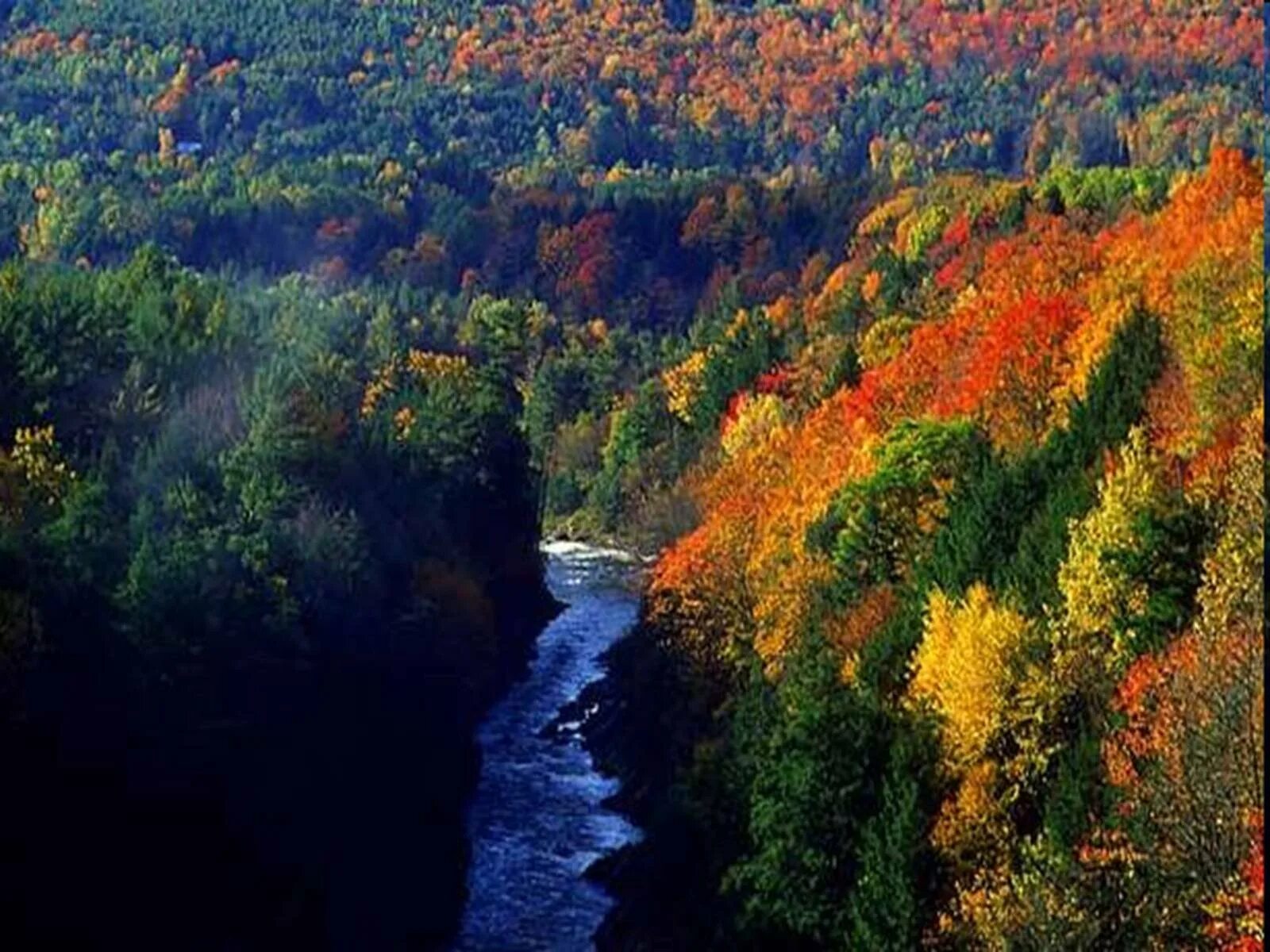 Широколиственный лес деревья. Зона смешанных и широколиственных. Зона лесов смешанные широколиственные. Хвойные смешанные широколиственные леса россии. Зона лесов смешанные широколиственные.