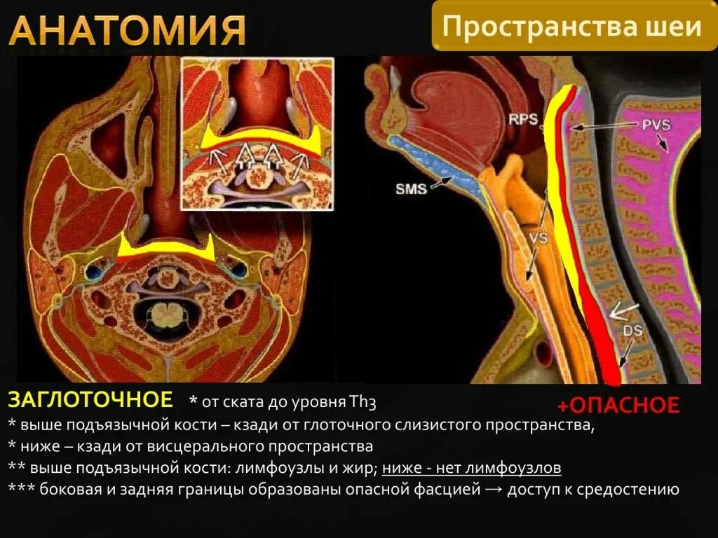 Spatium retropharyngeum. Окологлоточное пространство шеи. Окологлоточное пространство мрт. Заглоточное пространство топографическая анатомия.