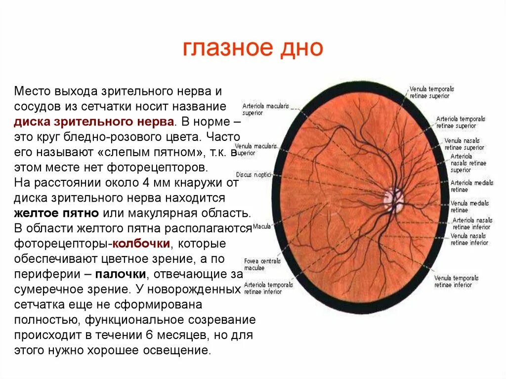 Место выхода зрительного нерва не воспринимающее лучей. Диск зрительного нерва сетчатки анатомия. Схема глазного дна норма. Строение глаза человека диск зрительного нерва. Описание глазного дна в норме.