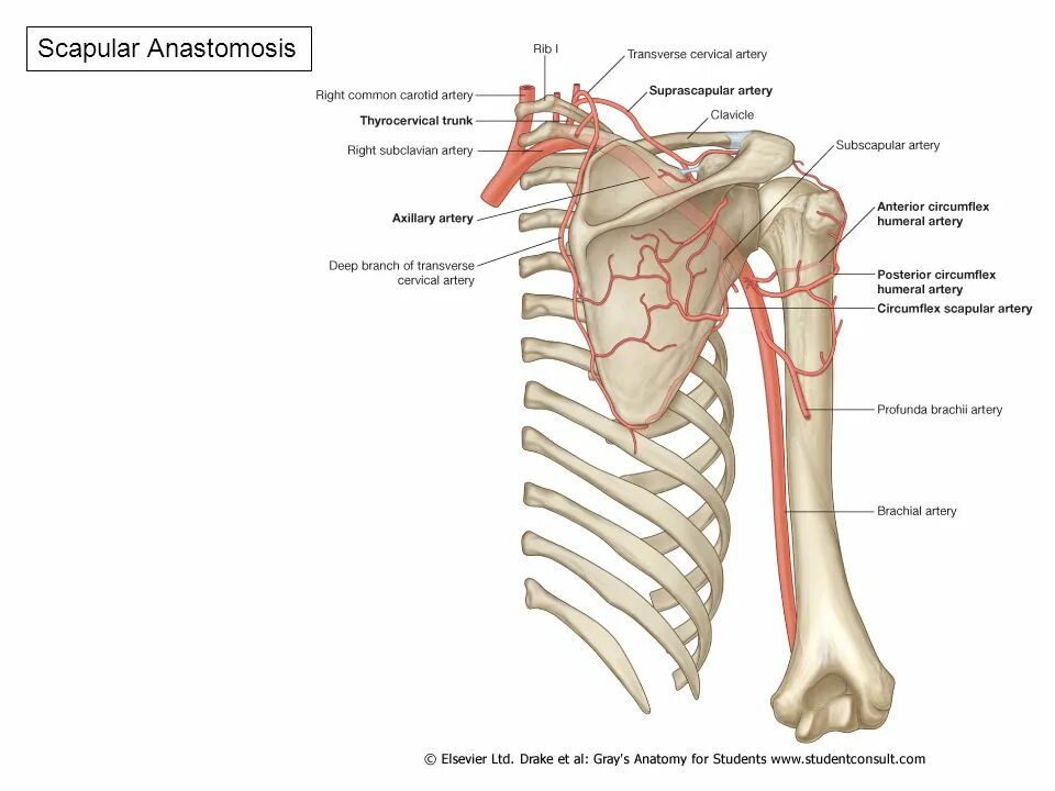 A circumflexa scapulae