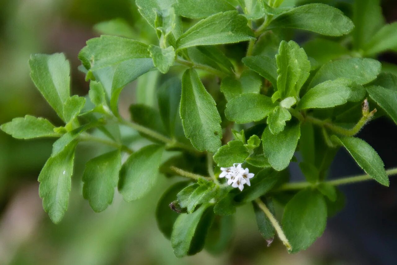 Stevia rebaudiana. Стевия растение. Стевия Ребо. Крымская стевия растение.