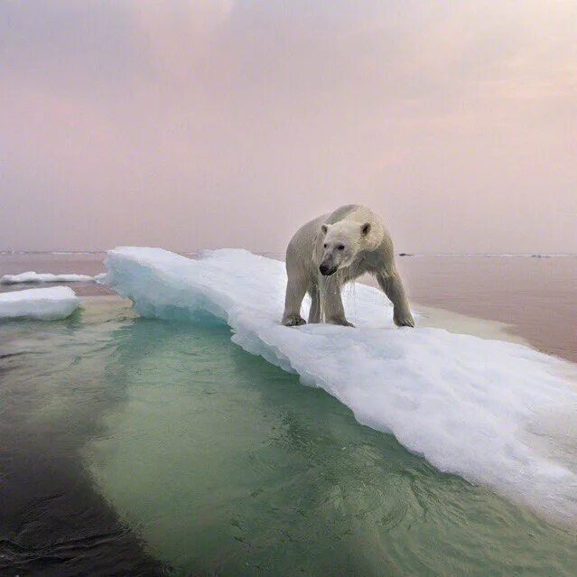 Белый медведь глобальное потепление. Refreeze the Arctic. Global warming in Artic.