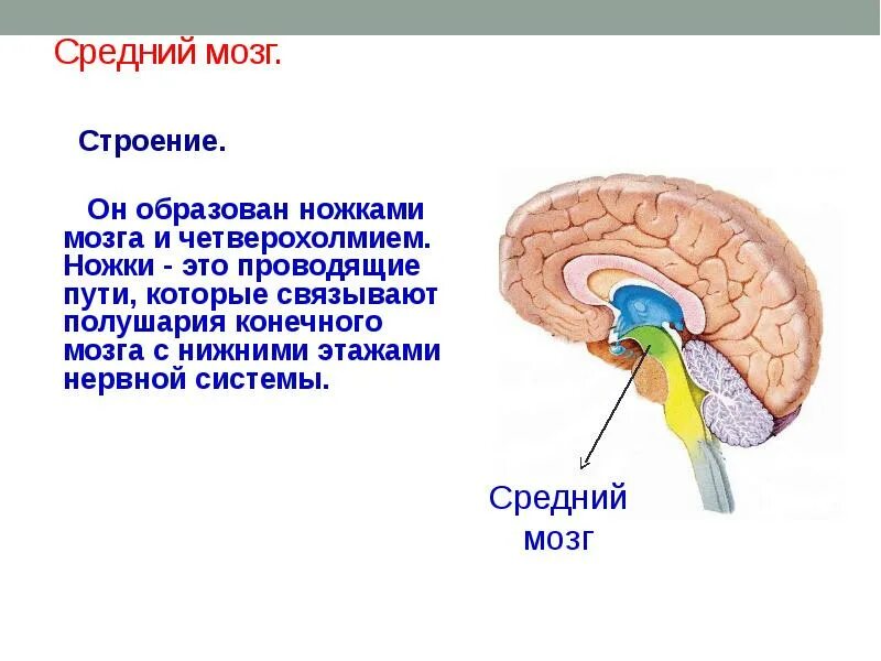 Внутренне строение среднего мозга. Наружное строение среднего мозга. Схема строения среднего мозга. Основные структуры среднего мозга. Перечислите функции среднего мозга