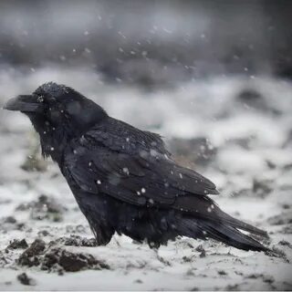 Вороны ютуб