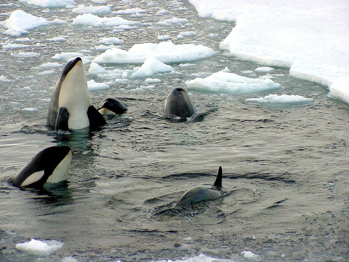 Пингвин касатка лодка. Касатка в Антарктиде. Касатка в Антарктике. Антарктида кит Касатка. Касатка в Северном Ледовитом океане.