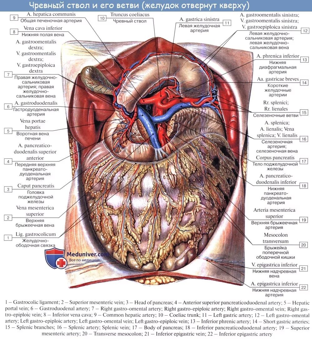Топографическая анатомия селезенки синтопия. Анатомия человека селезенка расположение органов. Анатомия селезенки человека атлас. Селезенка анатомия топография. Чревный ствол и его ветви