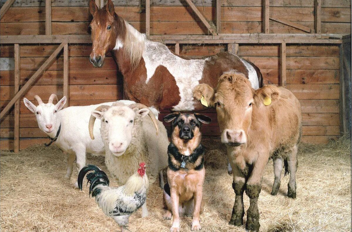 Содержание сельскохозяйственных животных и птицы. Санитарные нормы содержания животных. Сельскохозяйственная птица. Животные на ферме. Правила содержания сельскохозяйственных животных.