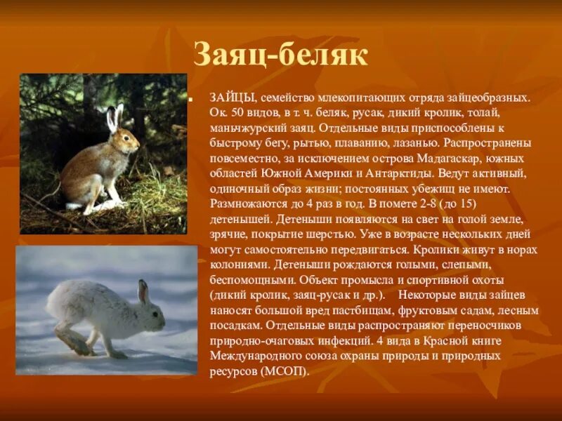 Какие животные обитают в твоей местности. Информация о животных краснодарского края. животные краснодарского края описание. животные которые обитают на кубани. рассказ о животных краснодарского края.